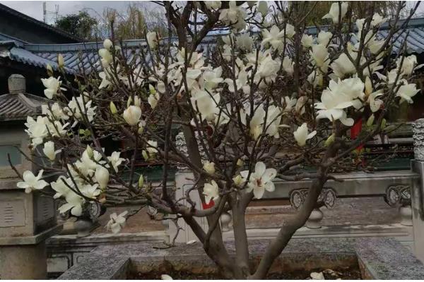 白玉兰叶子发黄怎么处理,需保持充足的光照