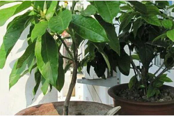 白玉兰叶子发黄怎么处理,需保持充足的光照