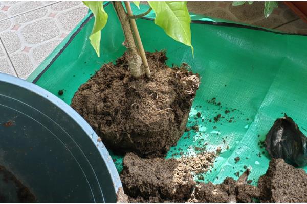 白玉兰叶子发黄怎么处理,需保持充足的光照