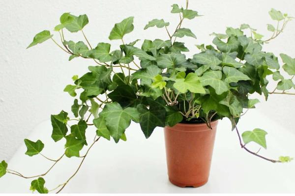 常青藤的寓意是什么，寓意友谊长存、生机旺盛等