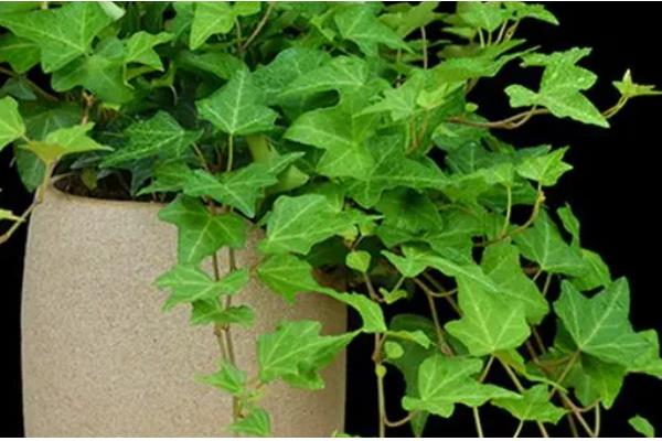 常青藤的寓意是什么，寓意友谊长存、生机旺盛等