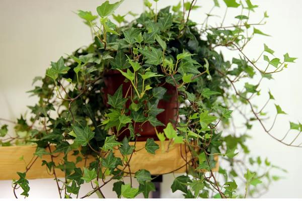 常青藤的寓意是什么，寓意友谊长存、生机旺盛等