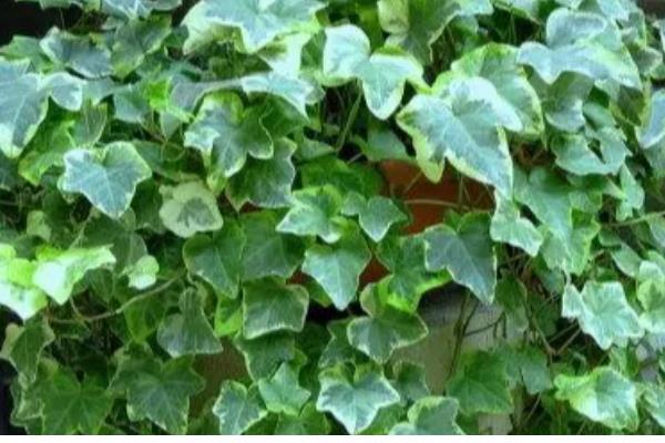 常青藤的寓意是什么，寓意友谊长存、生机旺盛等