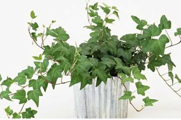 常青藤的寓意是什么，寓意友谊长存、生机旺盛等