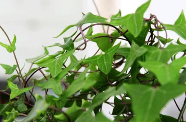 常青藤的寓意是什么，寓意友谊长存、生机旺盛等