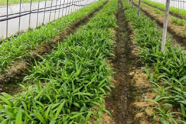 白及亩产多少斤，鲜品亩产1500-2500公斤