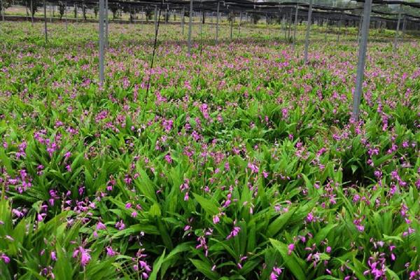 白及亩产多少斤，鲜品亩产1500-2500公斤