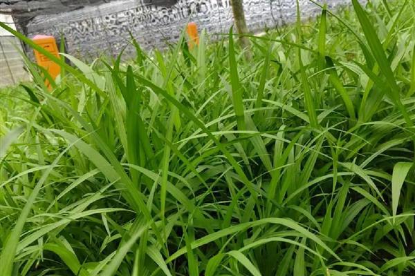 白及亩产多少斤，鲜品亩产1500-2500公斤