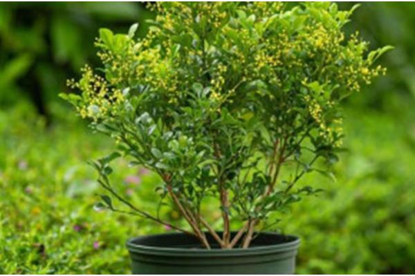 香水米兰怎么养殖，生长盛期每隔3-5天浇一次水