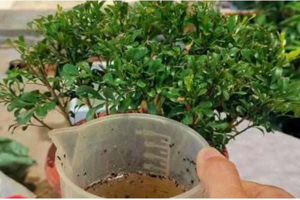 香水米兰怎么养殖，生长盛期每隔3-5天浇一次水