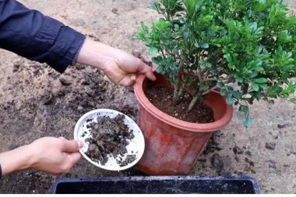 香水米兰怎么养殖，生长盛期每隔3-5天浇一次水