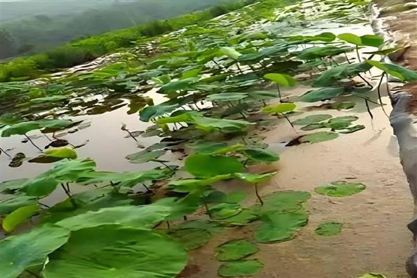 莲藕病虫害的防治方法,不同病害的防治方法不同