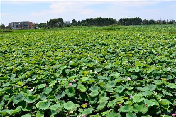 莲藕病虫害的防治方法,不同病害的防治方法不同