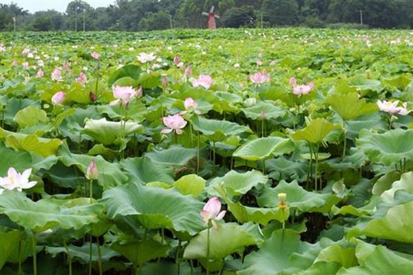 莲藕病虫害的防治方法,不同病害的防治方法不同