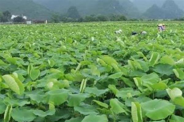 莲藕病虫害的防治方法,不同病害的防治方法不同