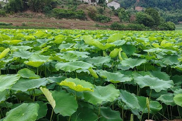 莲藕病虫害的防治方法,不同病害的防治方法不同