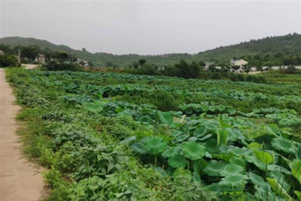 莲藕病虫害的防治方法,不同病害的防治方法不同