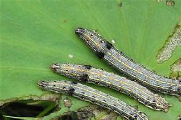 莲藕病虫害的防治方法,不同病害的防治方法不同