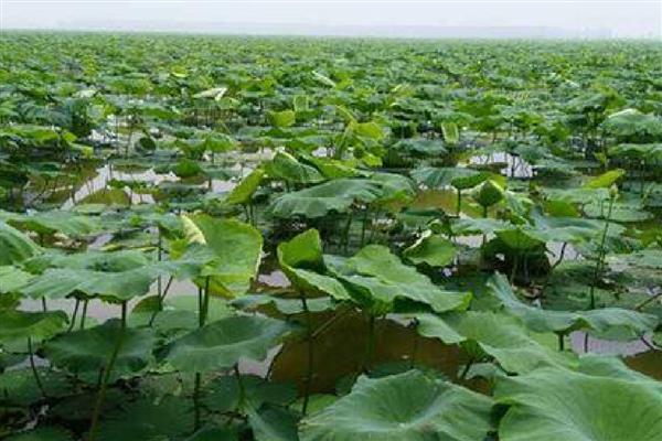 莲藕病虫害的防治方法,不同病害的防治方法不同