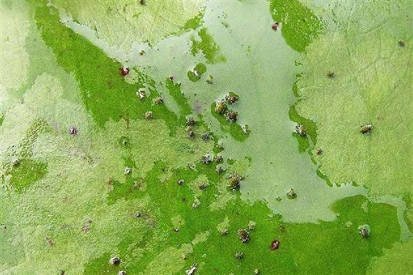 莲藕病虫害的防治方法,不同病害的防治方法不同