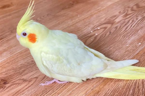 新手如何养鹦鹉，食物应该注意搭配均衡