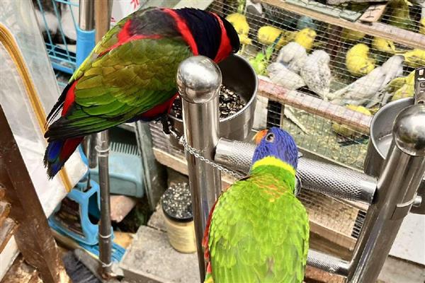 新手如何养鹦鹉，食物应该注意搭配均衡