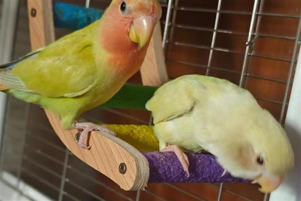 新手如何养鹦鹉，食物应该注意搭配均衡