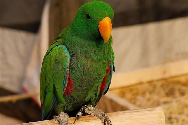 新手如何养鹦鹉，食物应该注意搭配均衡