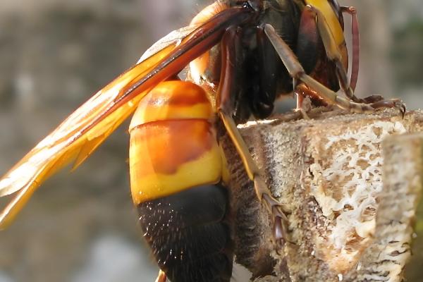 黑尾胡蜂的简介,具有黑尾虎头蜂等叫法