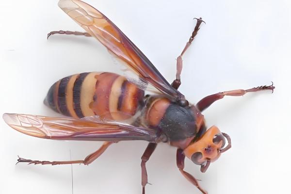 黑尾胡蜂的简介,具有黑尾虎头蜂等叫法