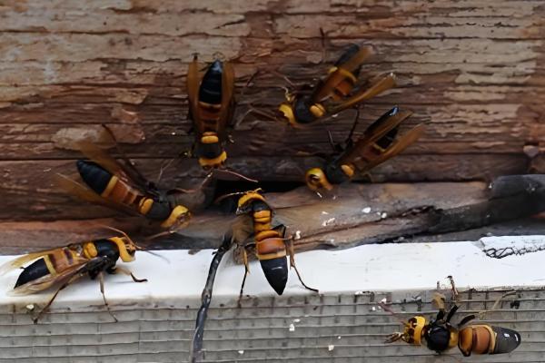 黑尾胡蜂的简介,具有黑尾虎头蜂等叫法