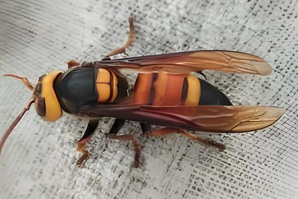 黑尾胡蜂的简介,具有黑尾虎头蜂等叫法