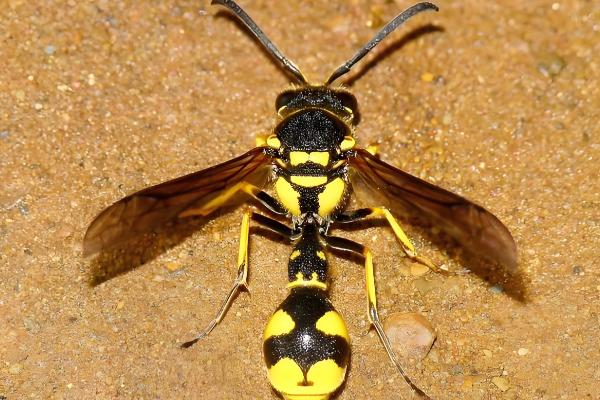 黑尾胡蜂的简介,具有黑尾虎头蜂等叫法