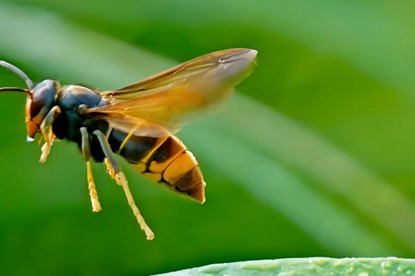 黑尾胡蜂的简介,具有黑尾虎头蜂等叫法