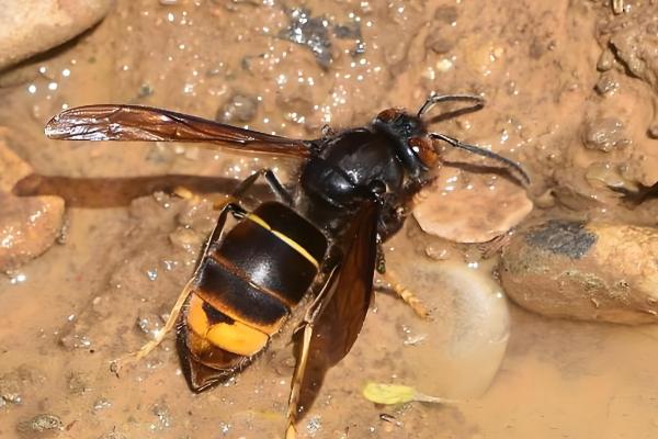 黑尾胡蜂的简介,具有黑尾虎头蜂等叫法