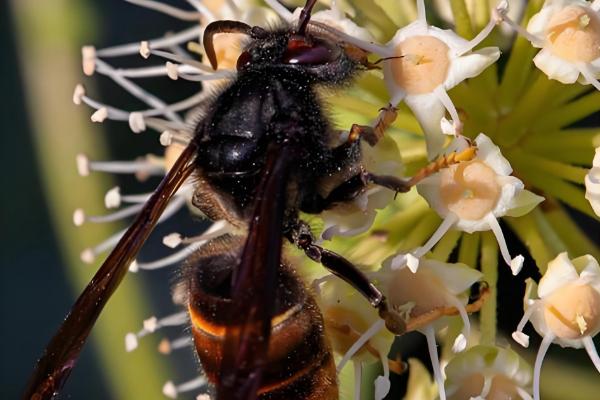 黑尾胡蜂的简介,具有黑尾虎头蜂等叫法