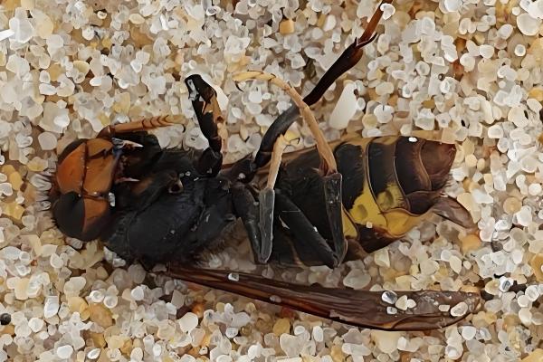 黑尾胡蜂的简介,具有黑尾虎头蜂等叫法