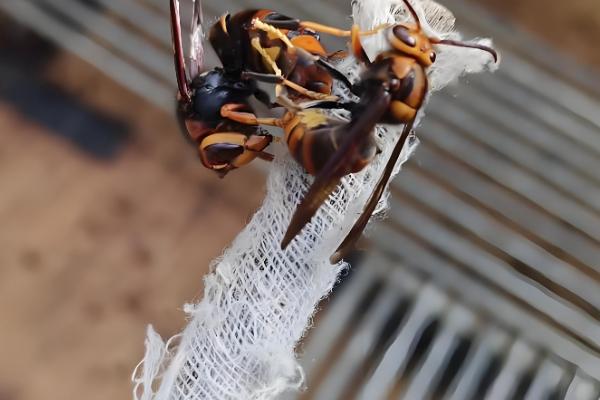 黑尾胡蜂的简介,具有黑尾虎头蜂等叫法