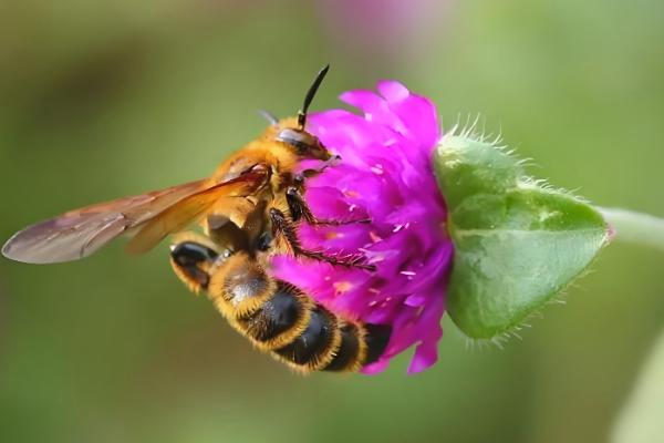 黑尾胡蜂的简介,具有黑尾虎头蜂等叫法