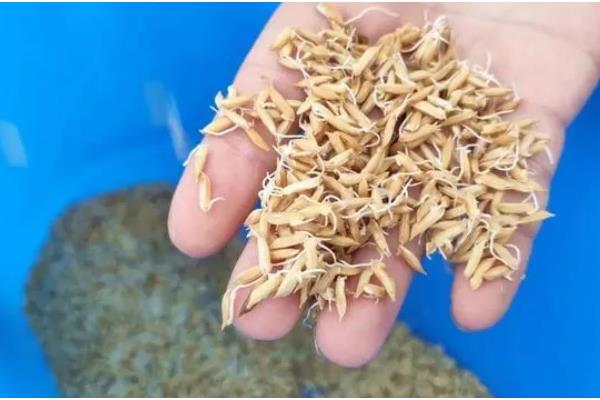 水稻育苗的技术要点，育苗前进行晒种、浸种