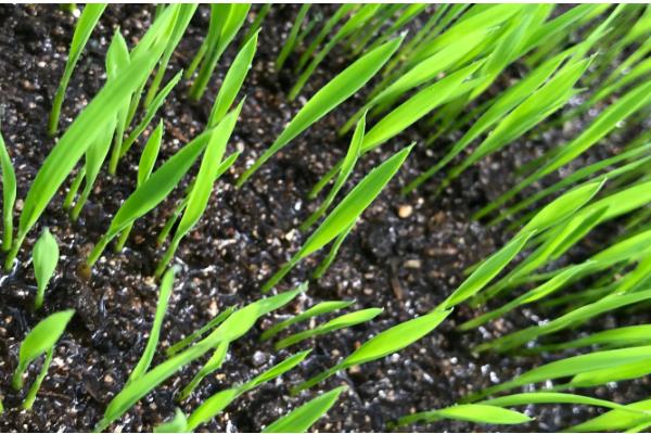 水稻育苗的技术要点，育苗前进行晒种、浸种