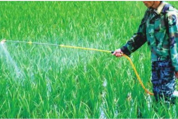 水稻育苗的技术要点，育苗前进行晒种、浸种