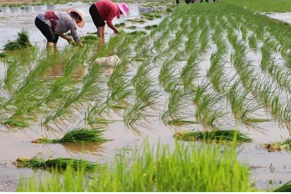 水稻育苗的技术要点，育苗前进行晒种、浸种