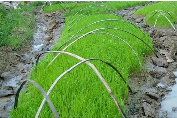 水稻育苗的技术要点，育苗前进行晒种、浸种