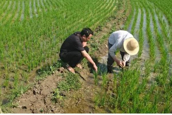 水稻育苗的技术要点，育苗前进行晒种、浸种
