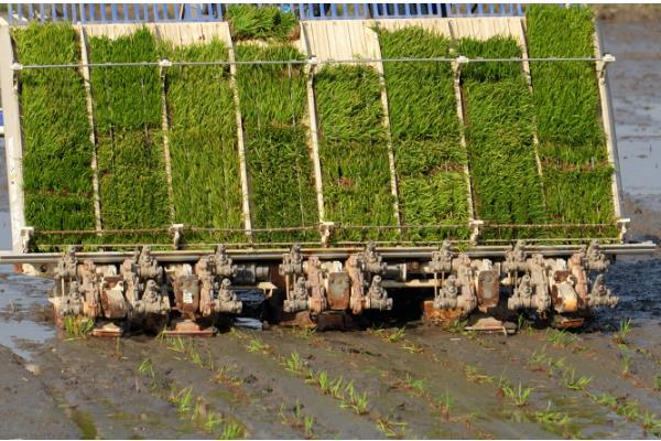 水稻育苗的技术要点，育苗前进行晒种、浸种