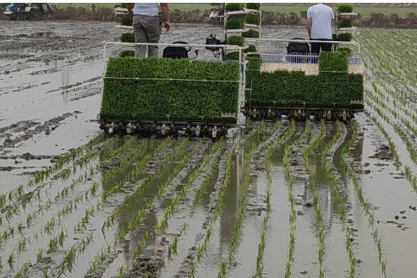 水稻育苗的技术要点，育苗前进行晒种、浸种