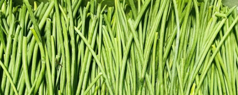 沙葱能不能用冰箱保存，用冰箱冷冻可保存15天以上