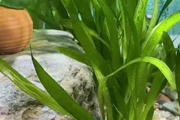 大卷浪草水草好养吗，生长期间需要充足的强光照
