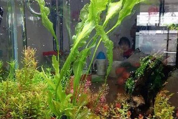 大卷浪草水草好养吗，生长期间需要充足的强光照